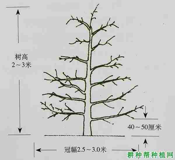 苹果树自由纺锤形的修剪方法(苹果树的自由纺锤)